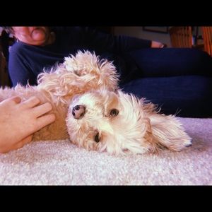 Meet your Posher, Jamie